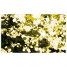 Showtec - Gold metallic Confetti 17x17mm